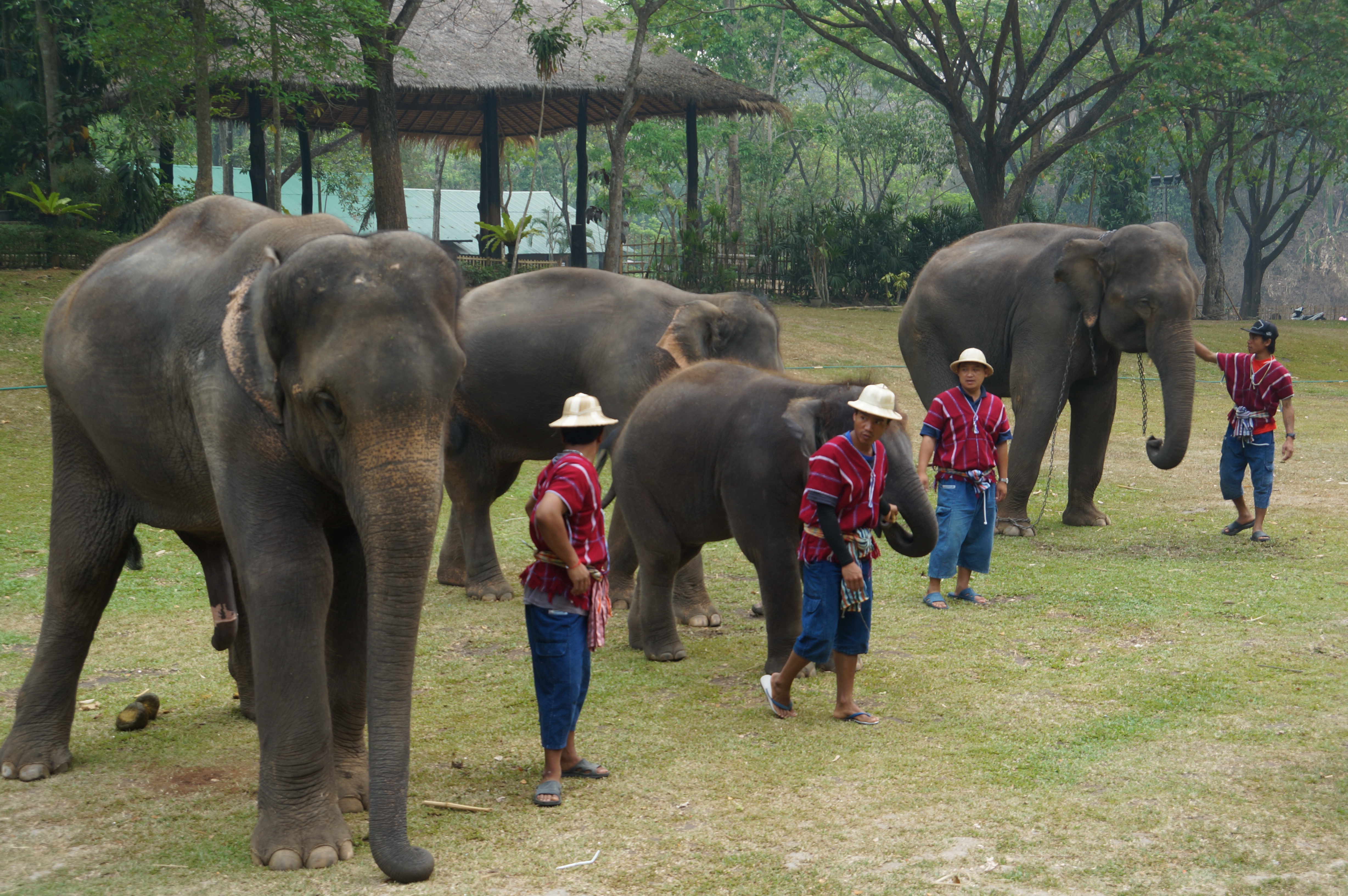 Elephants with their trainers